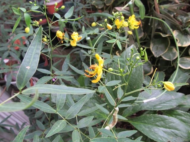 秋の花と虫とカエル