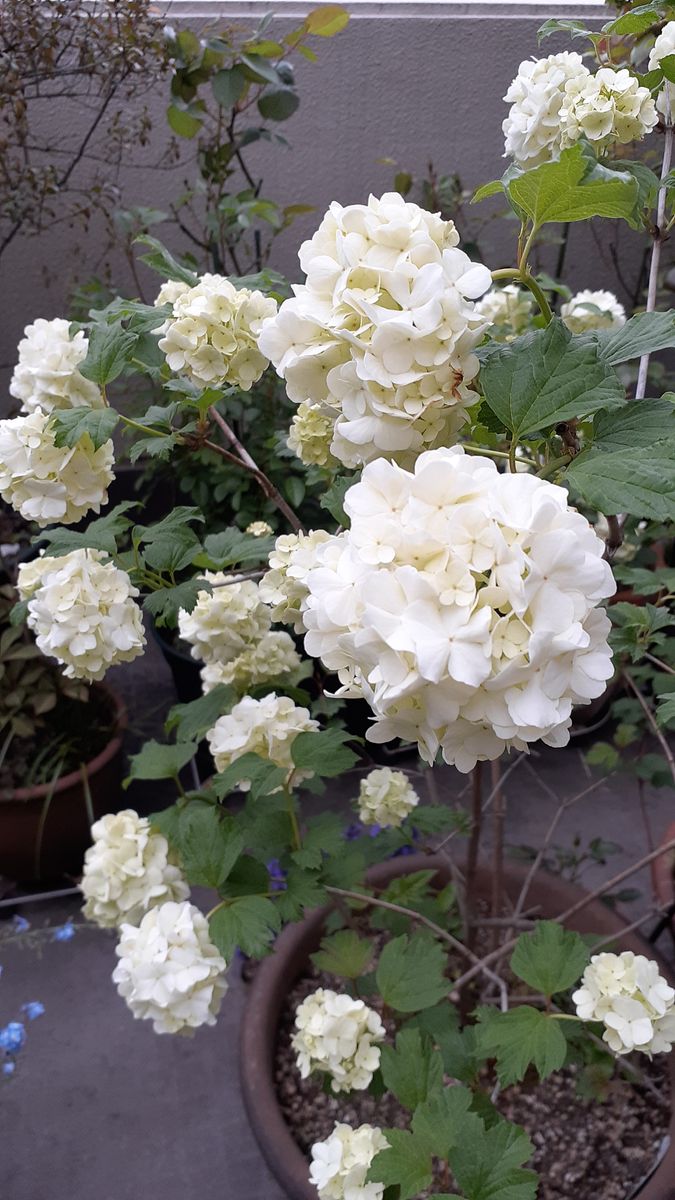 ふくおかルーバルガーデン2～春の🌸🌿庭たより…怪しげなお天気は変わりませんが、季節の花は次々と🌸🌿