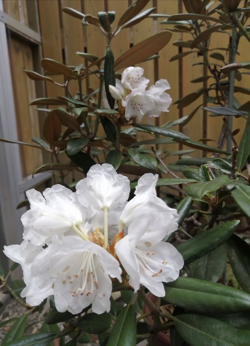 今年　は　シャクナゲの花を(ToT)