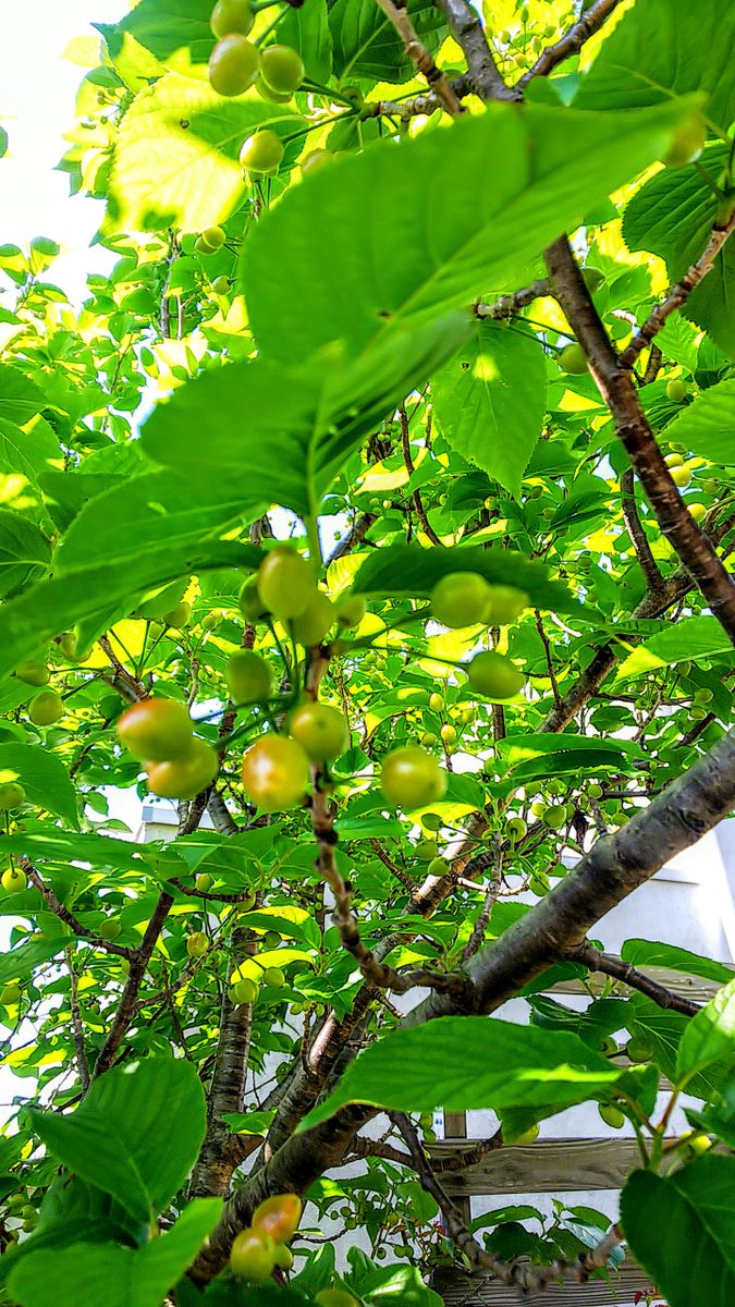 レモン🍋の蕾とさくらんぼ🍒