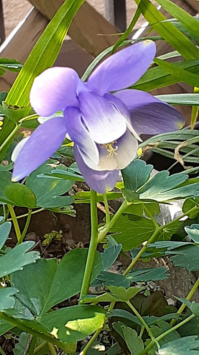 ふくおかルーバルガーデン2～春の🌸🌿庭たより…彩りの花をカットした南の庭、落ち着きを取り戻して🍀