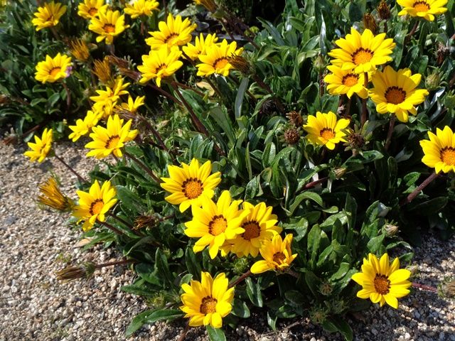 今日の庭より･･･黄色の花