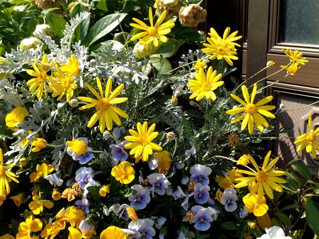 今日の庭より･･･黄色の花