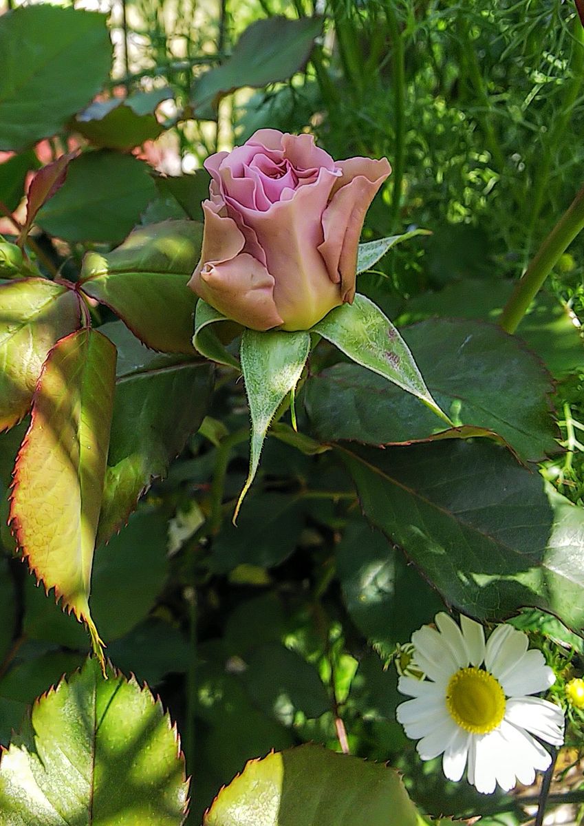 挿し木のバラ🌹の蕾