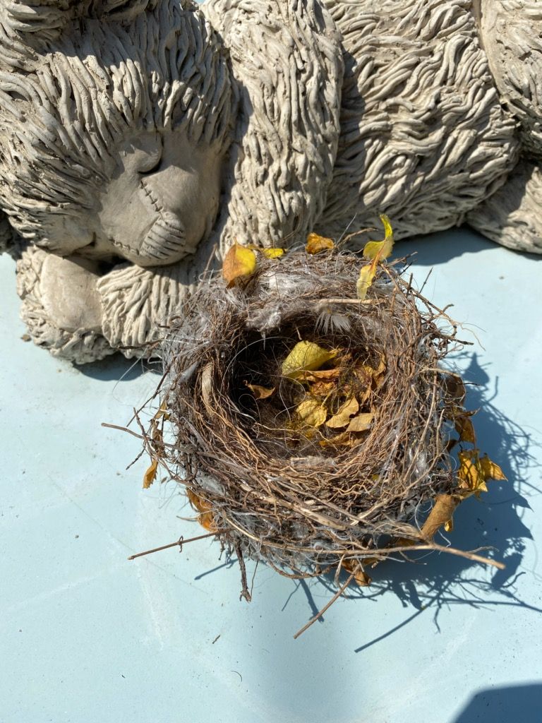 カワラヒワ、今年は知らぬ間に巣立っていました