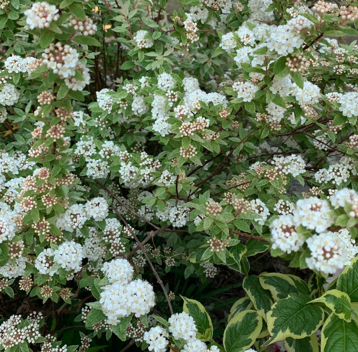 今日の花 ２