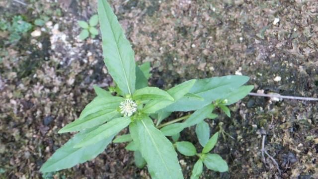 この花なんでしょう？