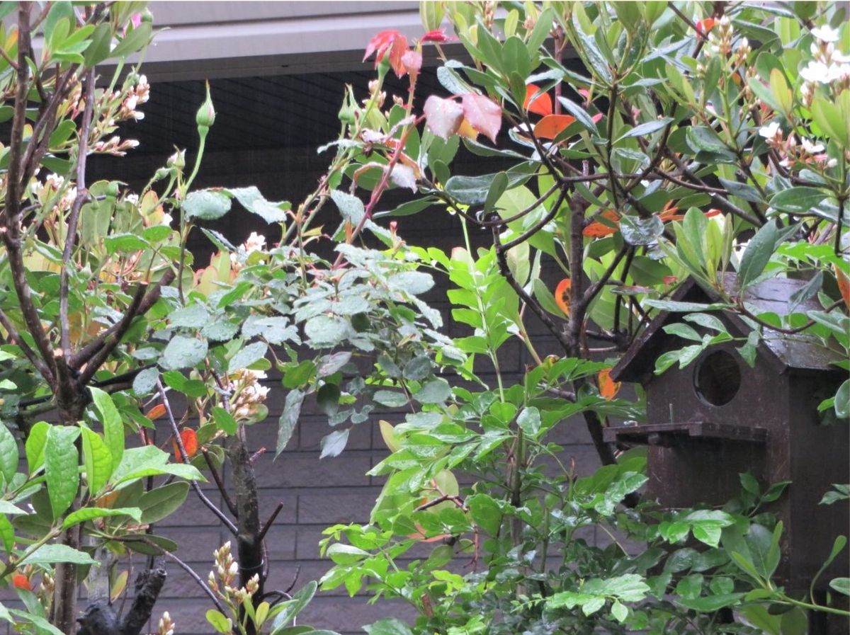 シャリンバイの木とバラパレードの花