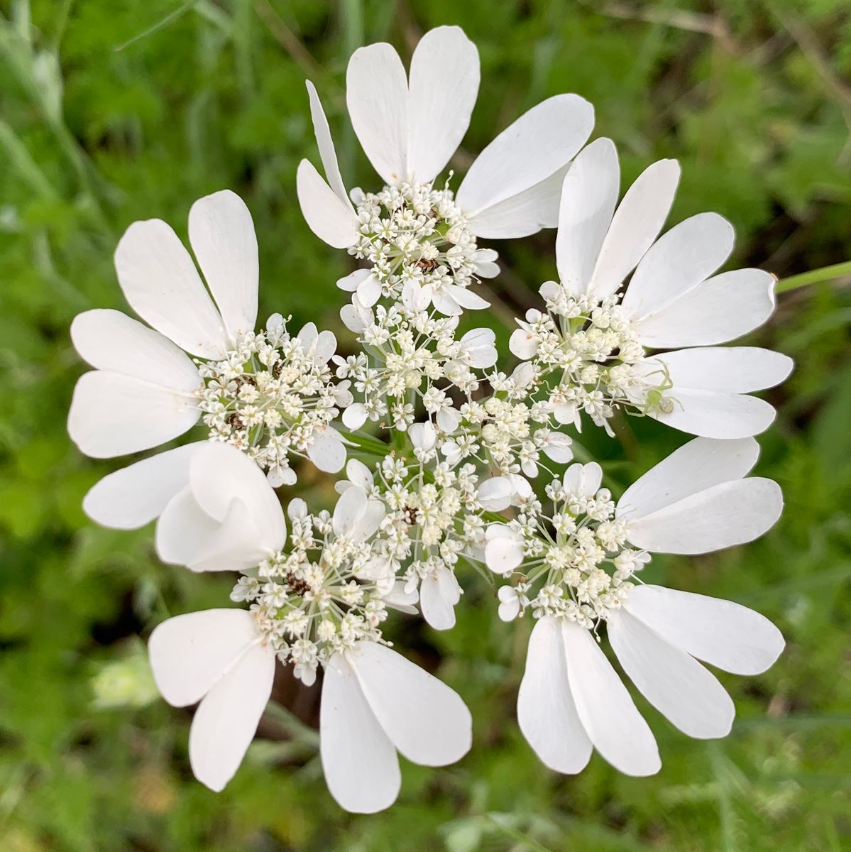 今日の花