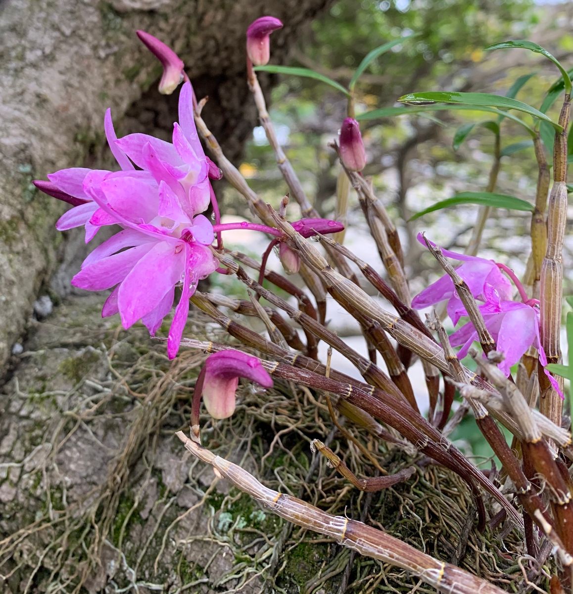 今日の花