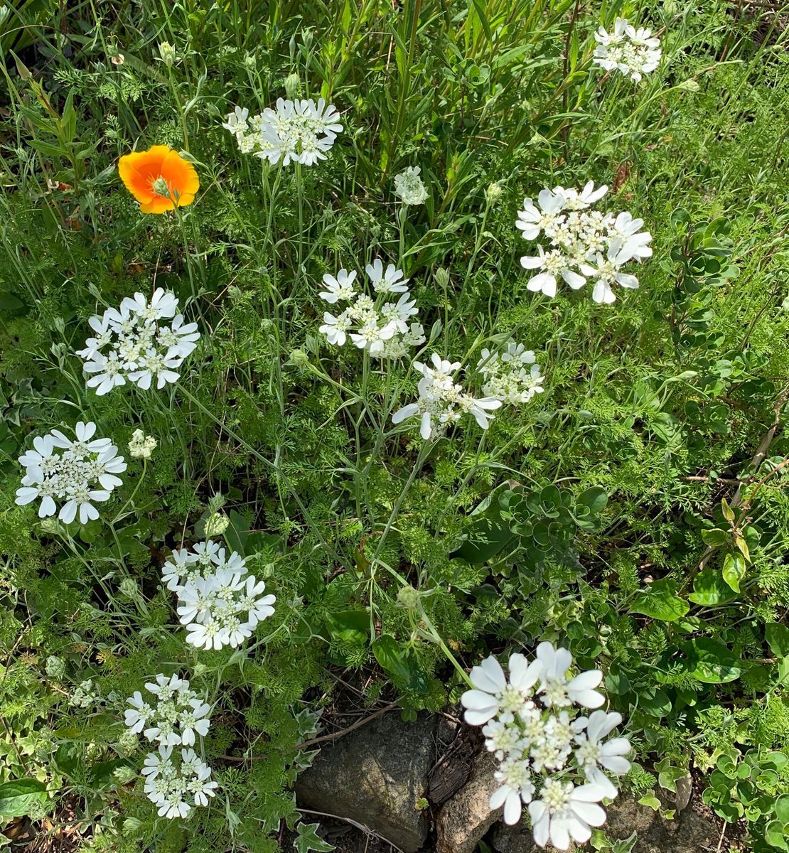 今日の花