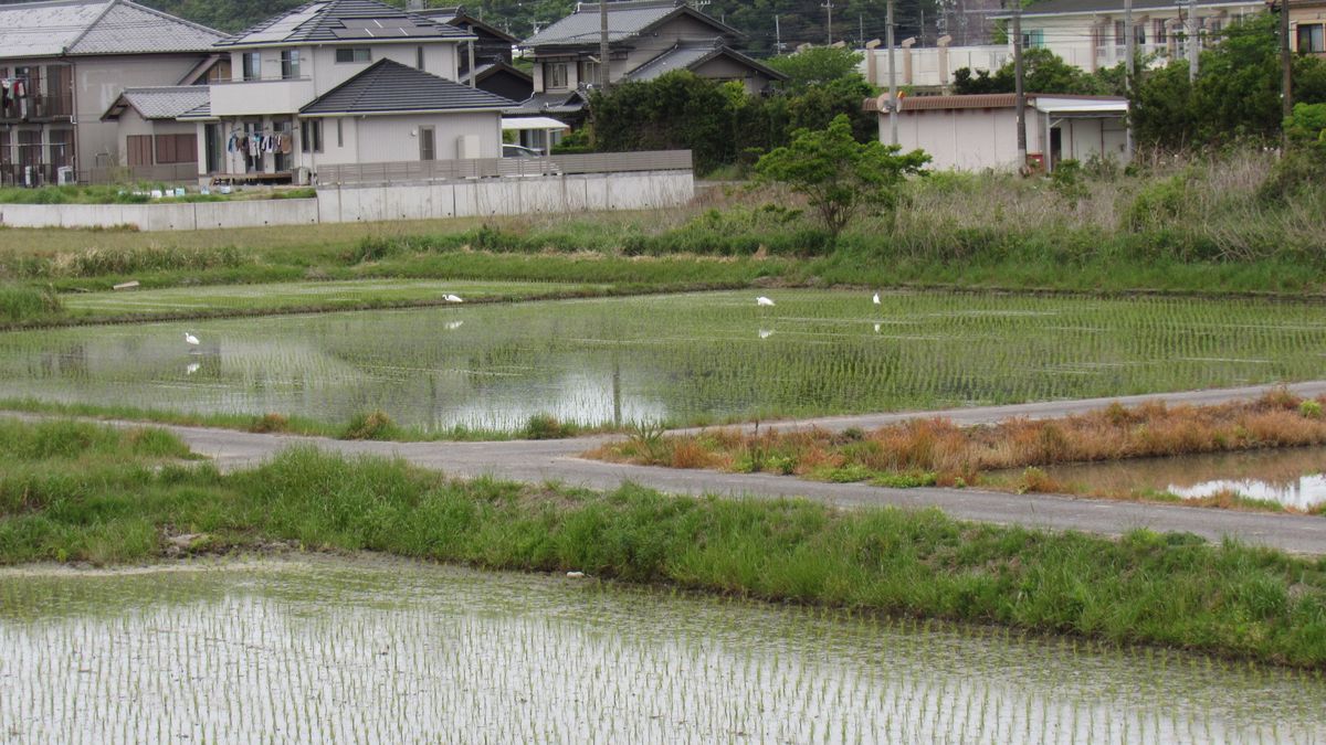 四羽のダイサギ