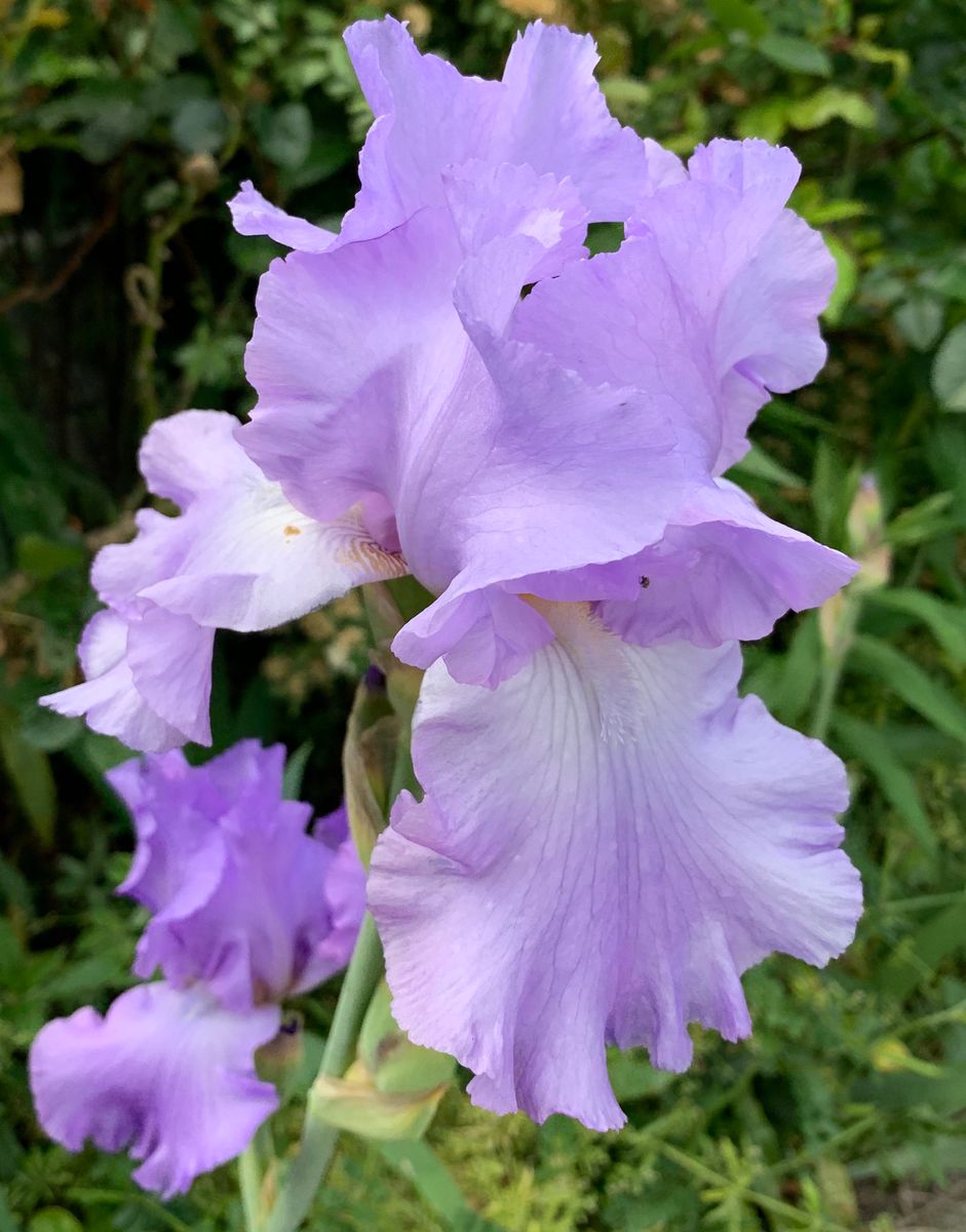 今日の花