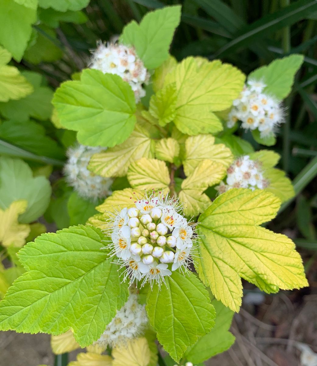 今日の花