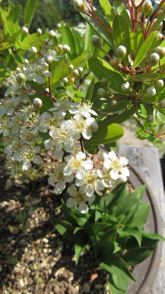 実モノ盆栽の花