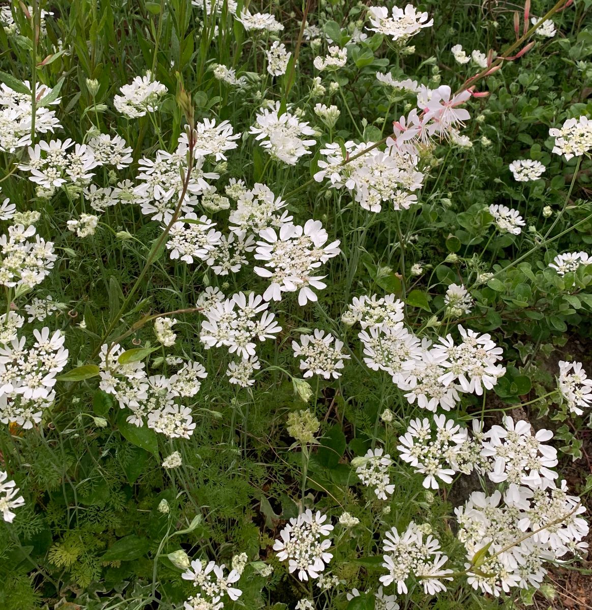 今日の花