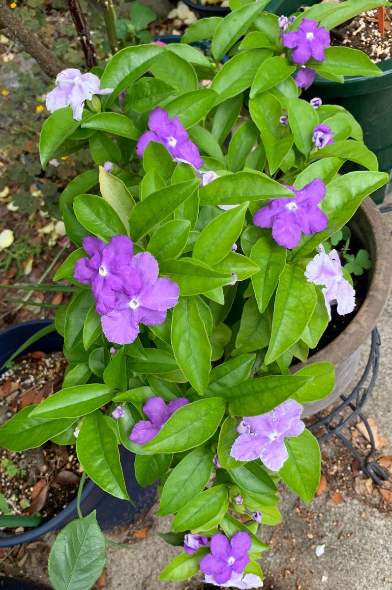 今日の花