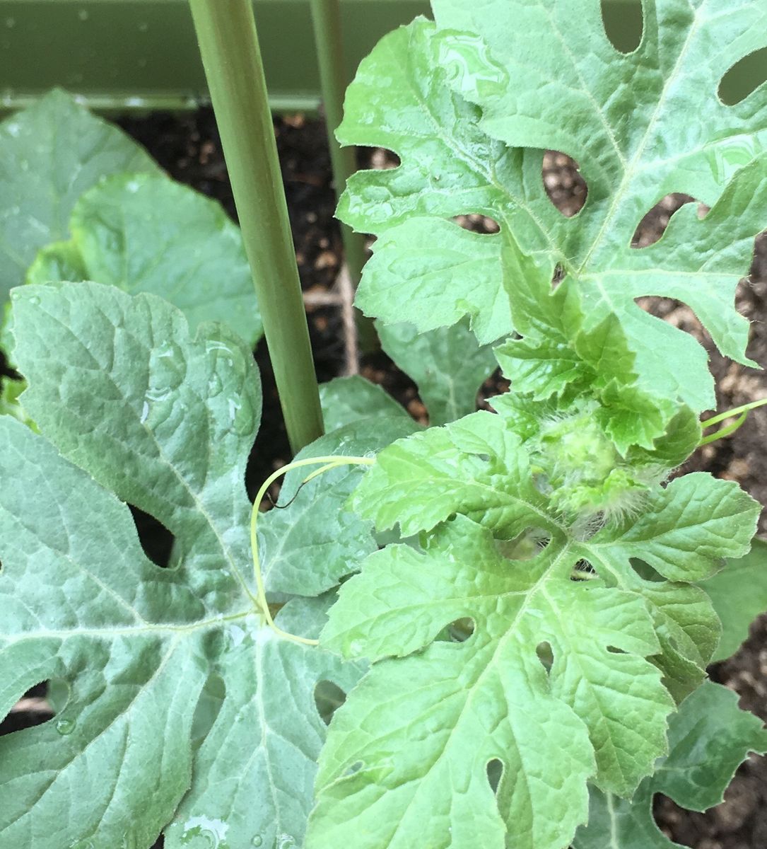 🍀プランター菜園楽しいですね〜〜💕