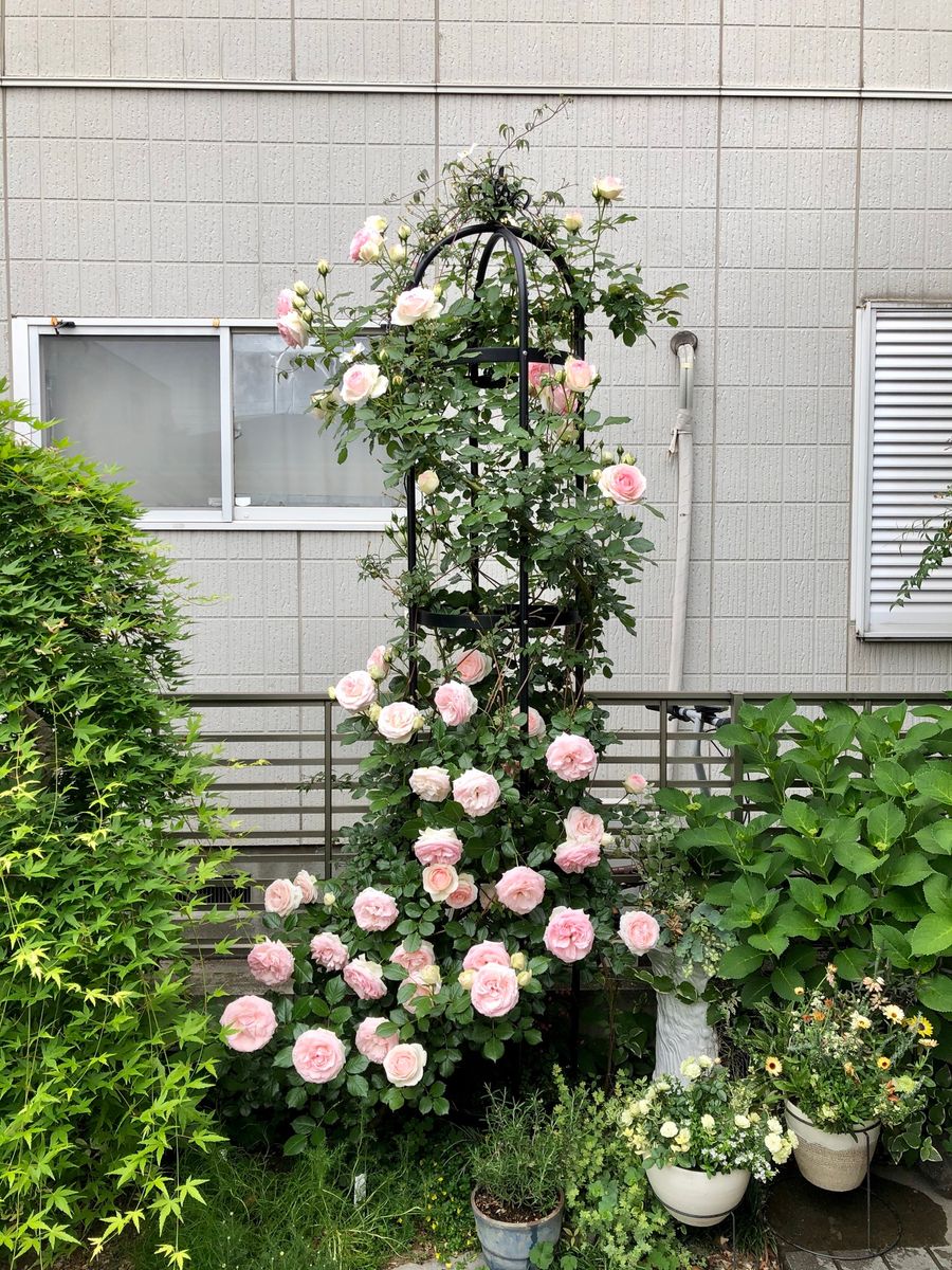 今日のピエール様🌹