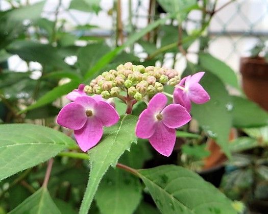 今日の花✿