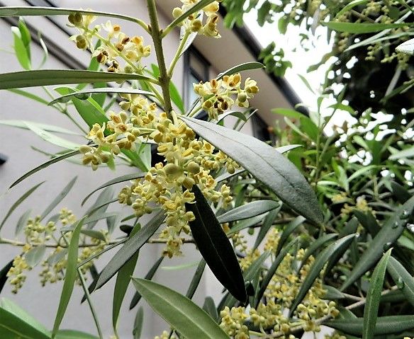 今日の花✿