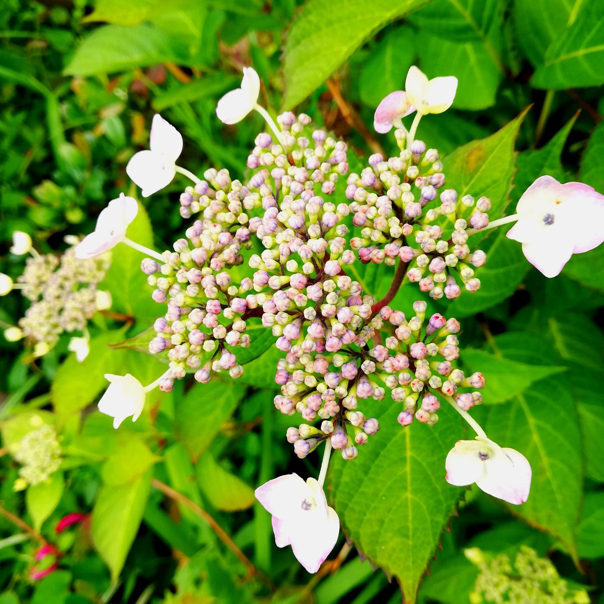 　今日は曇り。ビワ。紫陽花。金星と三日月。