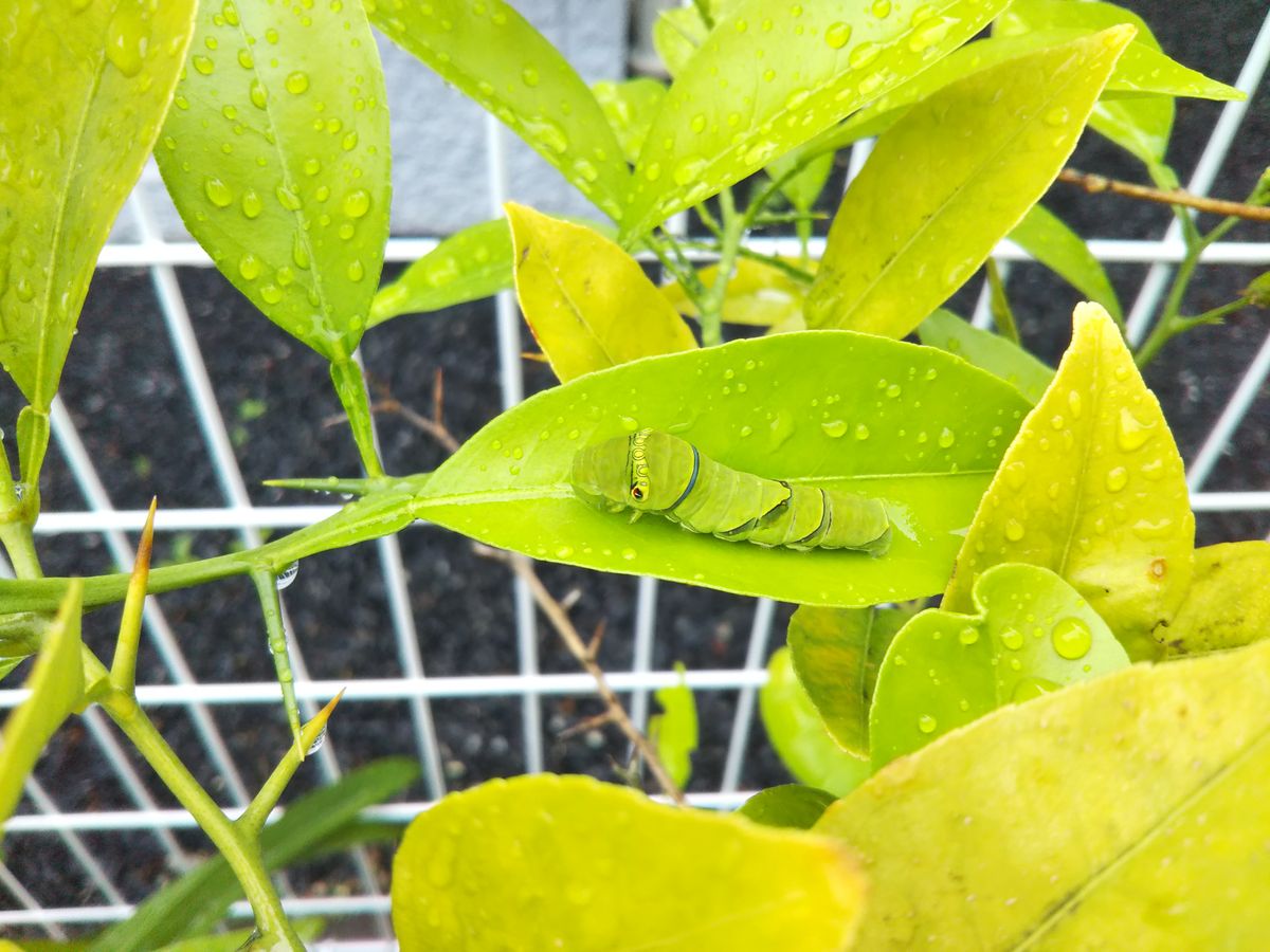 雨のお庭（虫画像あり）