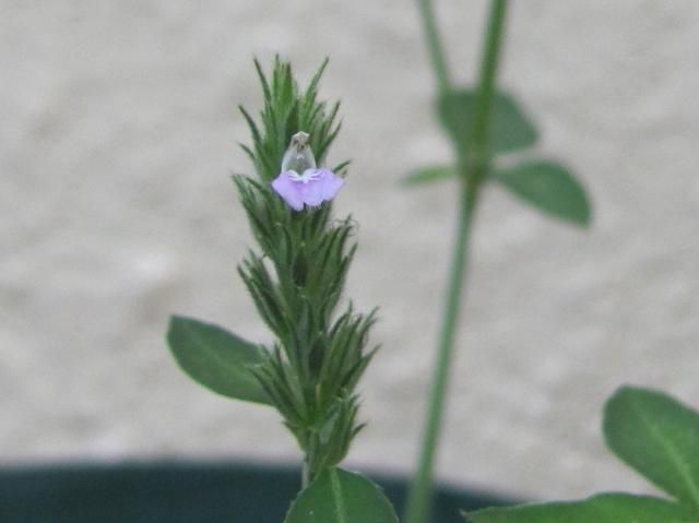 野草・雑草系の花