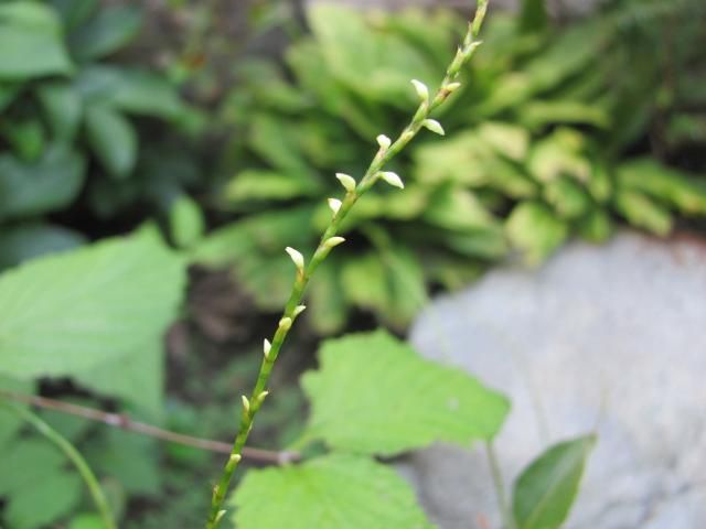 野草・雑草系の花