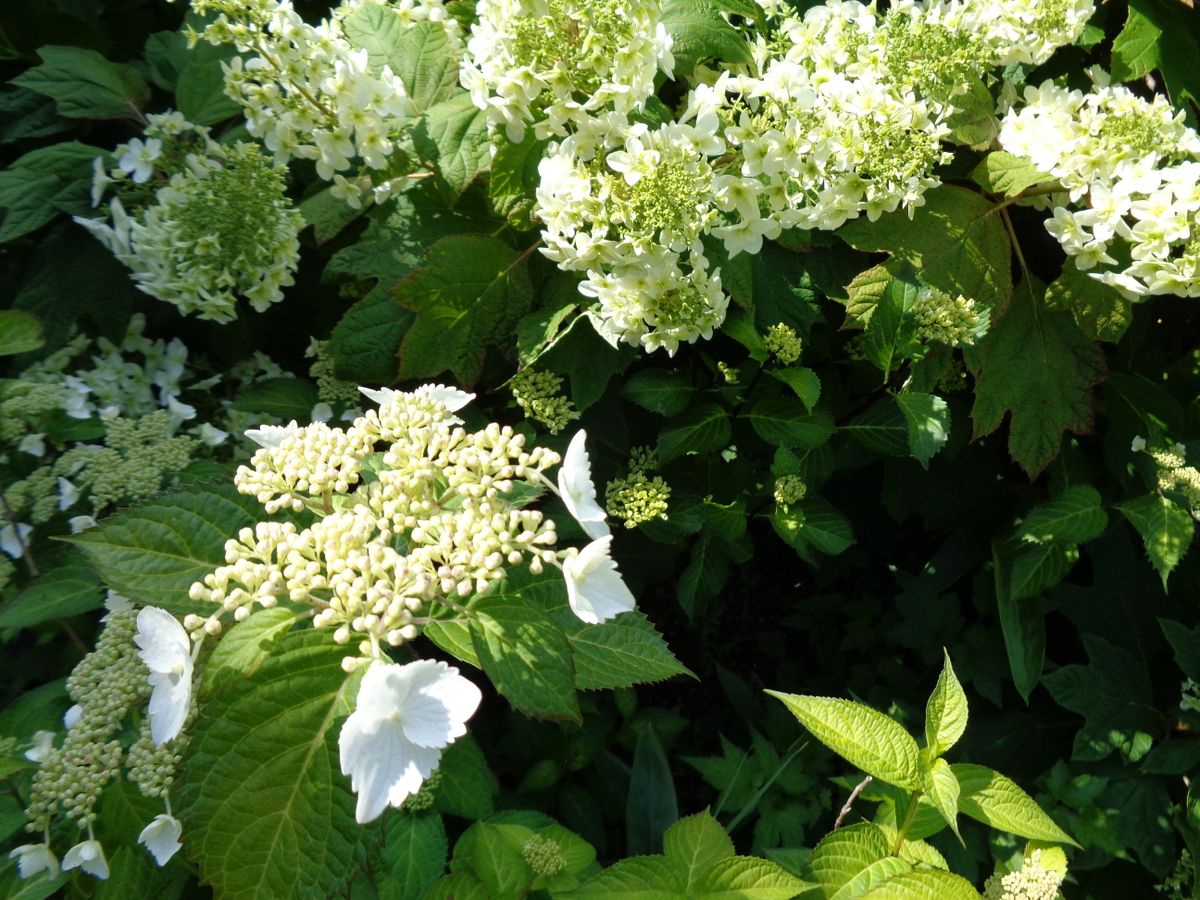 今日の紫陽花たち