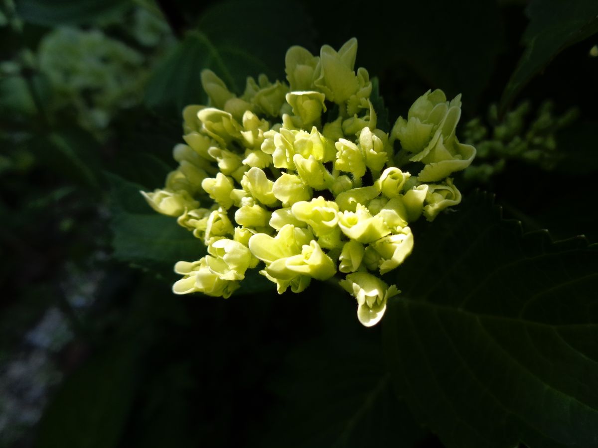 今日の紫陽花たち