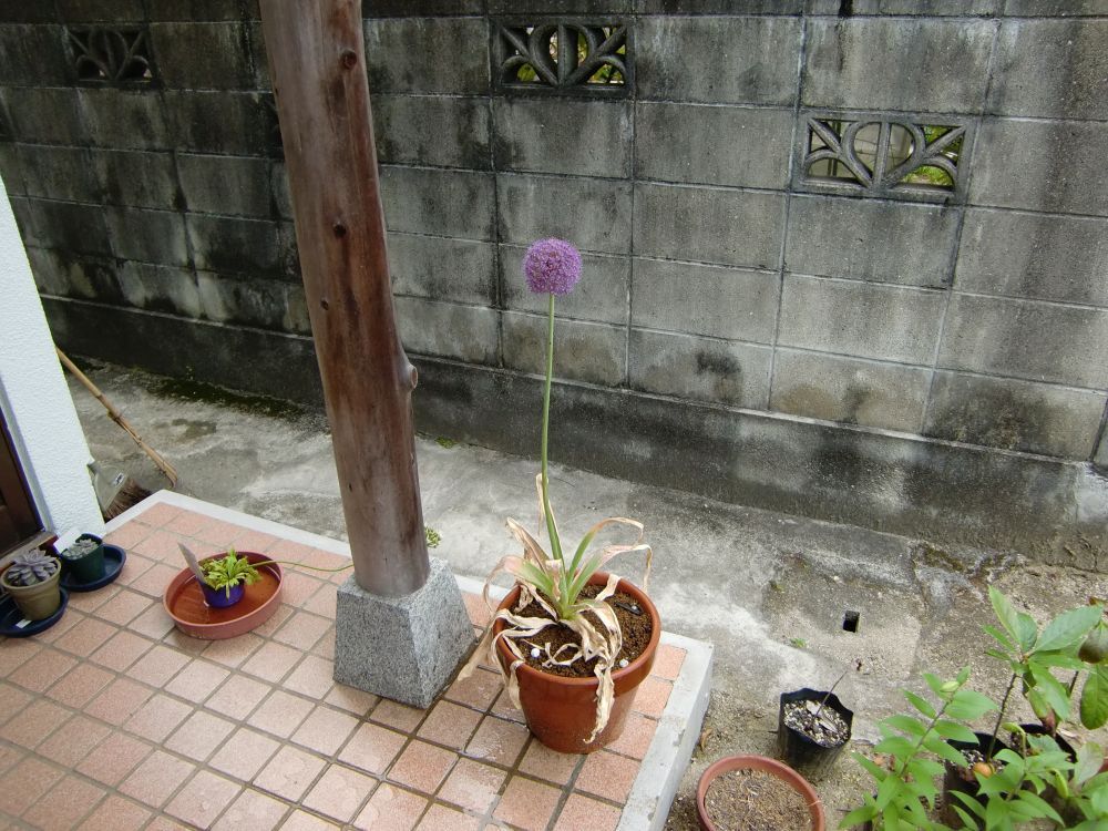 アリウムの花が咲きました