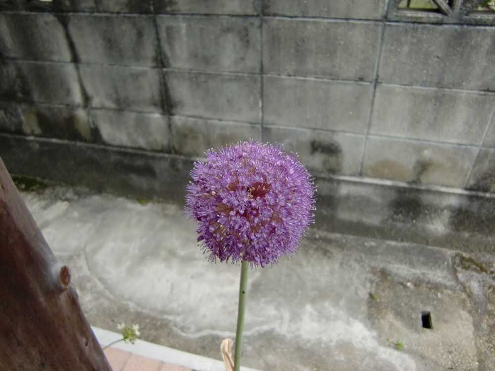 アリウムの花が咲きました