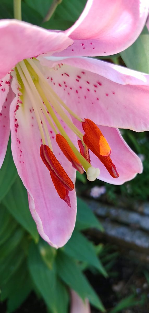 今日の花