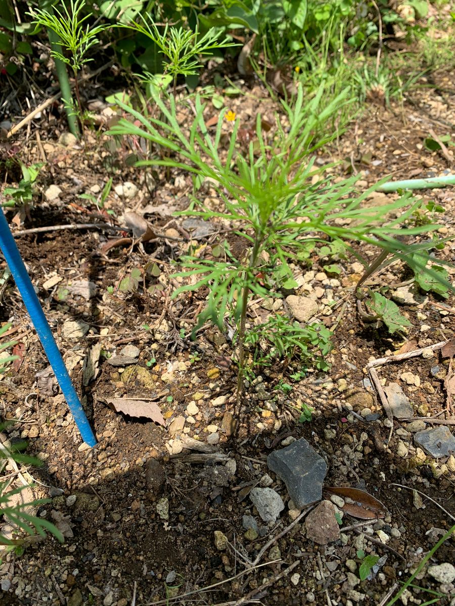 庭の山野草