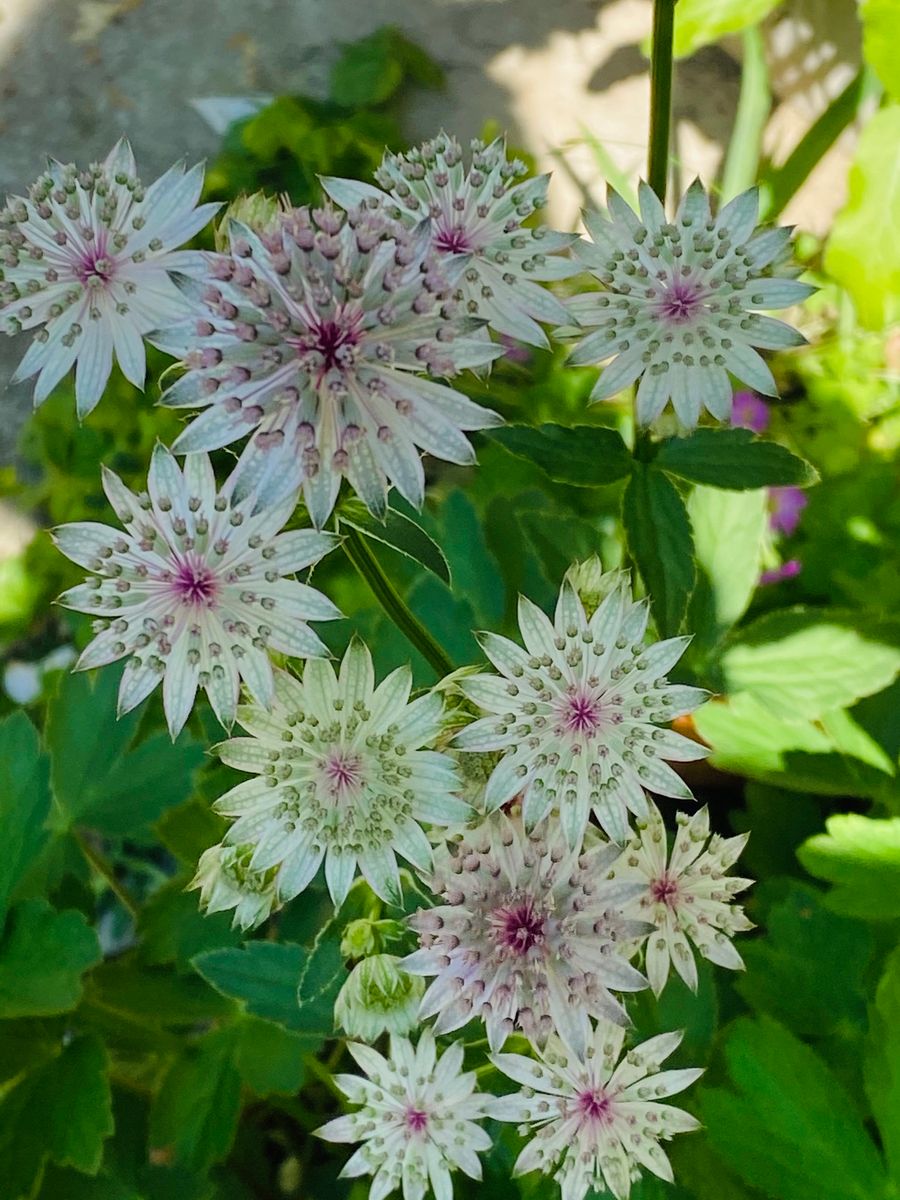 アストランティアの花