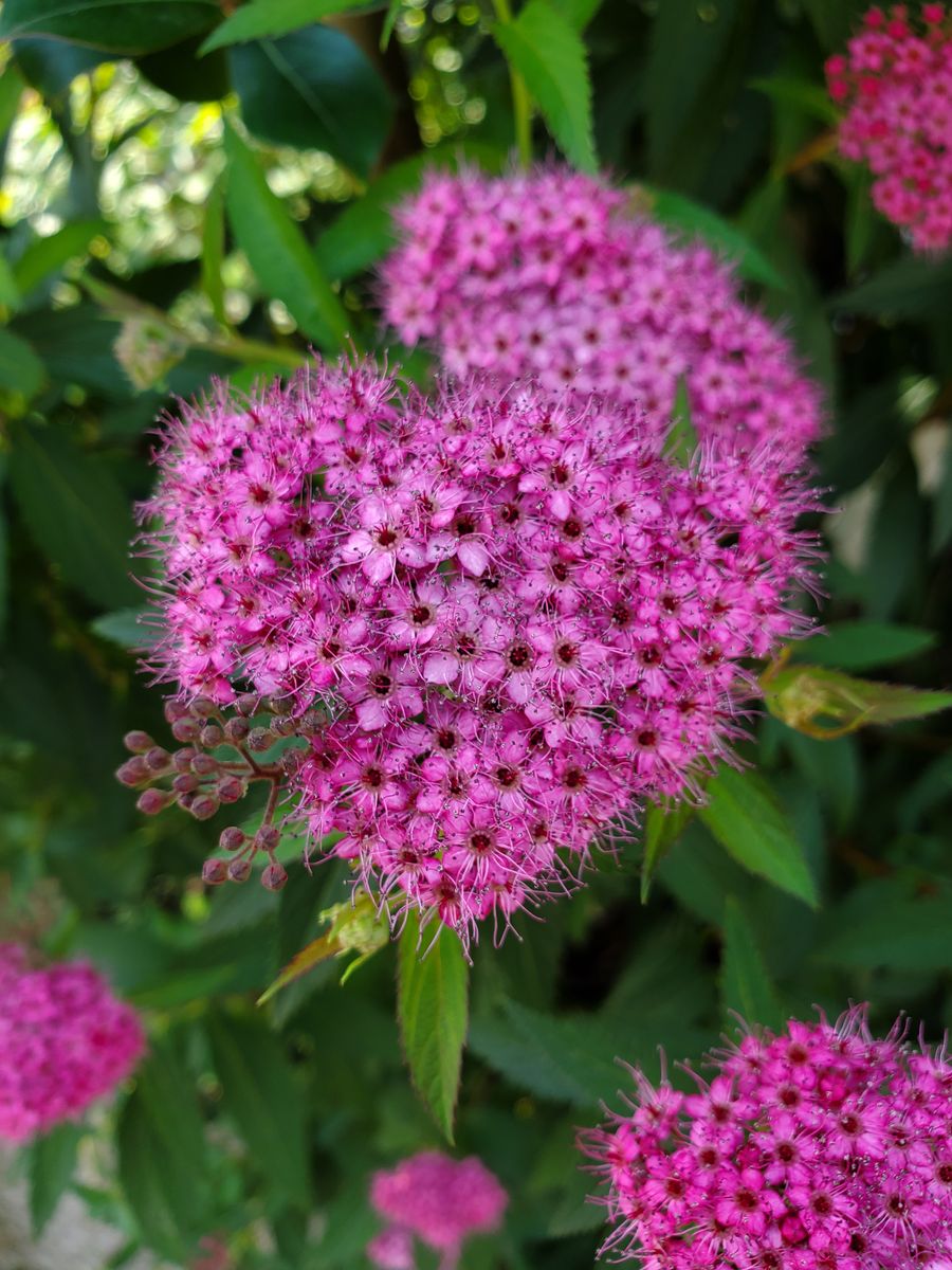 山紫陽花💠シモツケ🌸桔梗💠