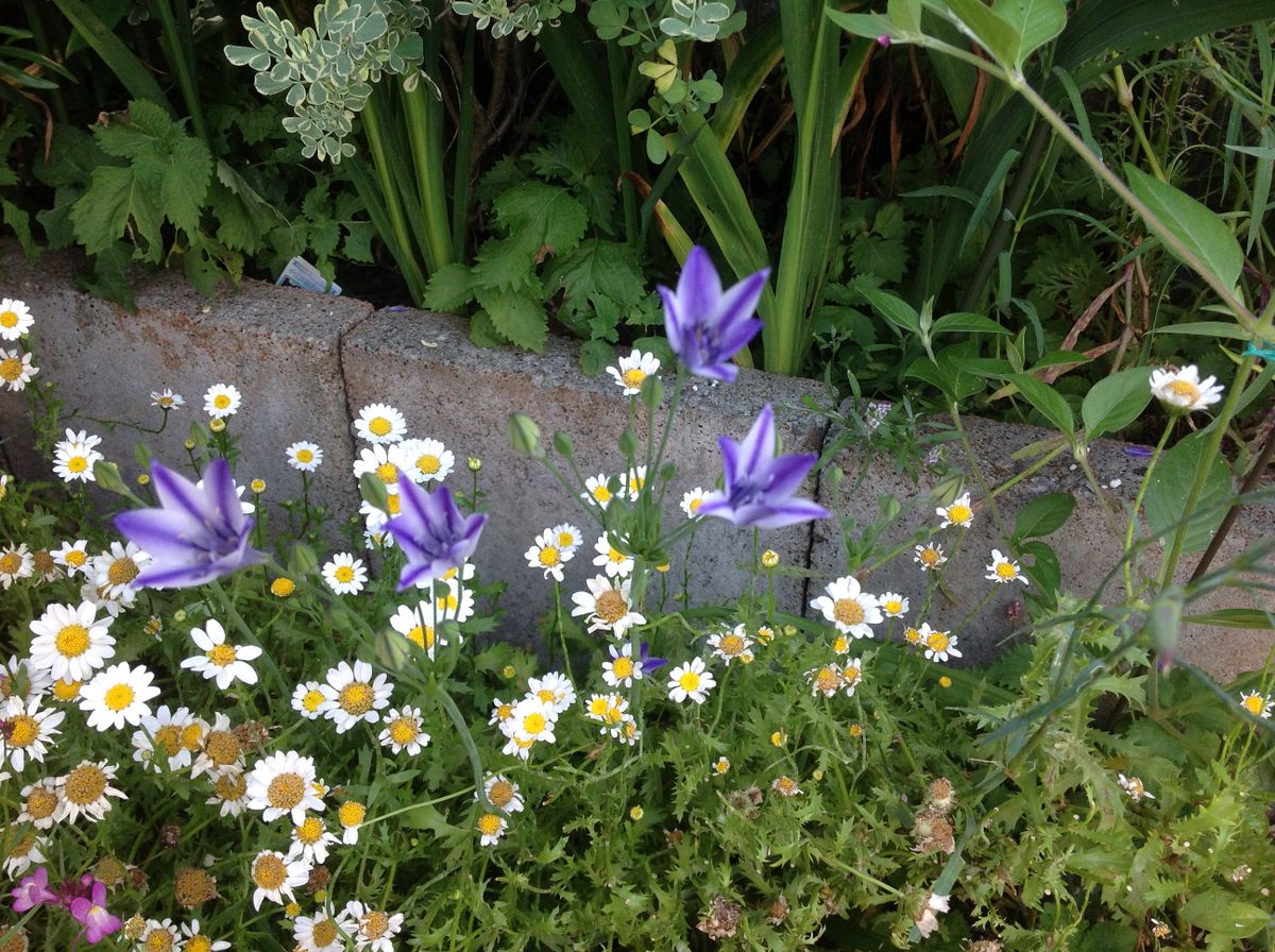 今日の花壇の花