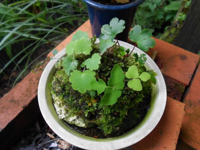 苔と野菊と大文字草