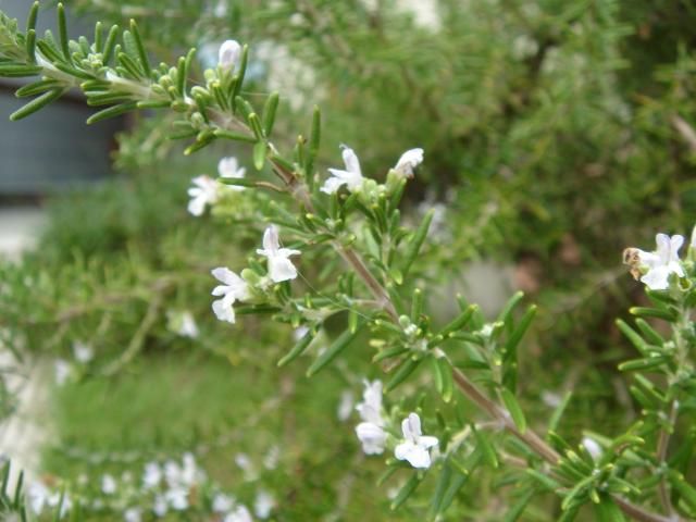 ローズマリーの花