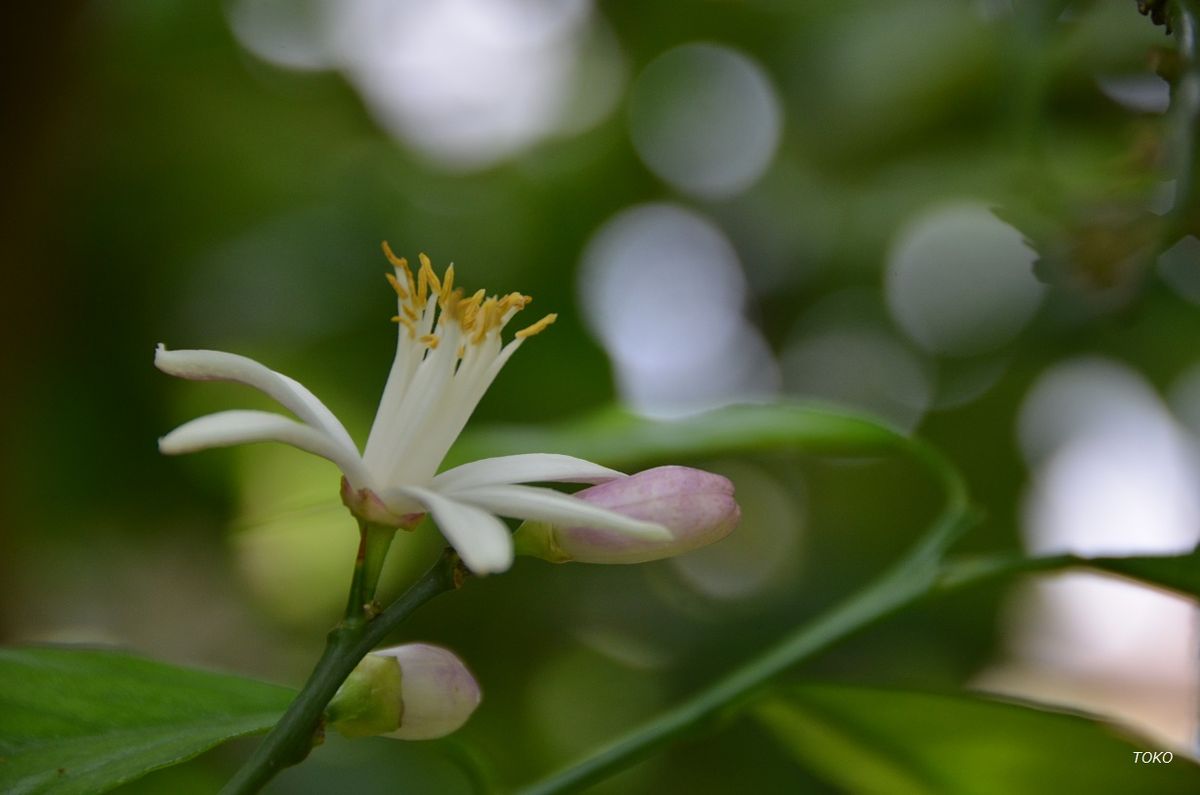 庭の樹木の花