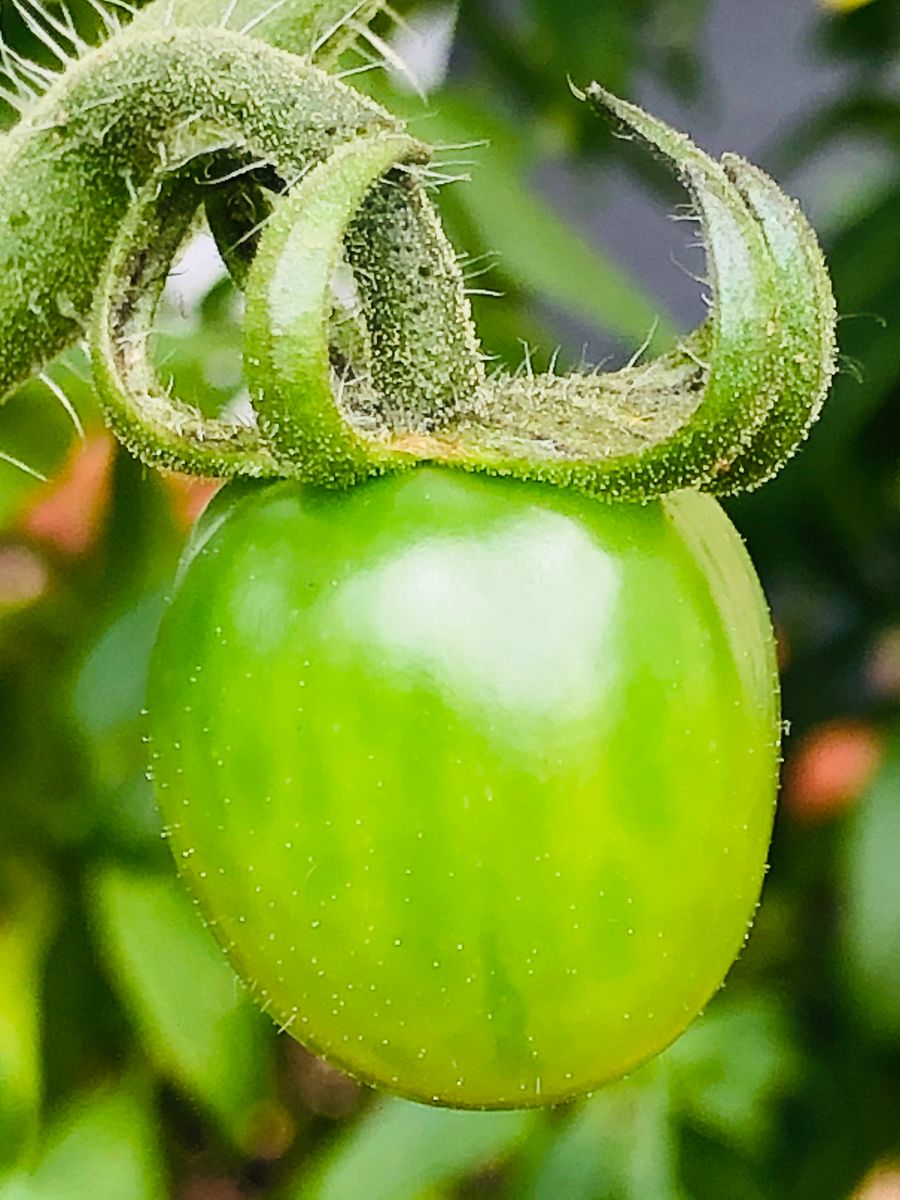 トマト🍅色々🎵