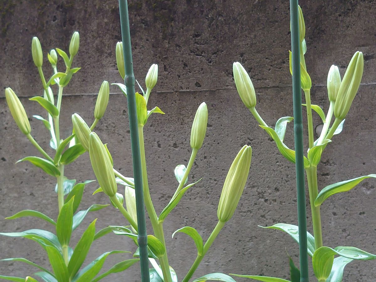 庭植のユリが