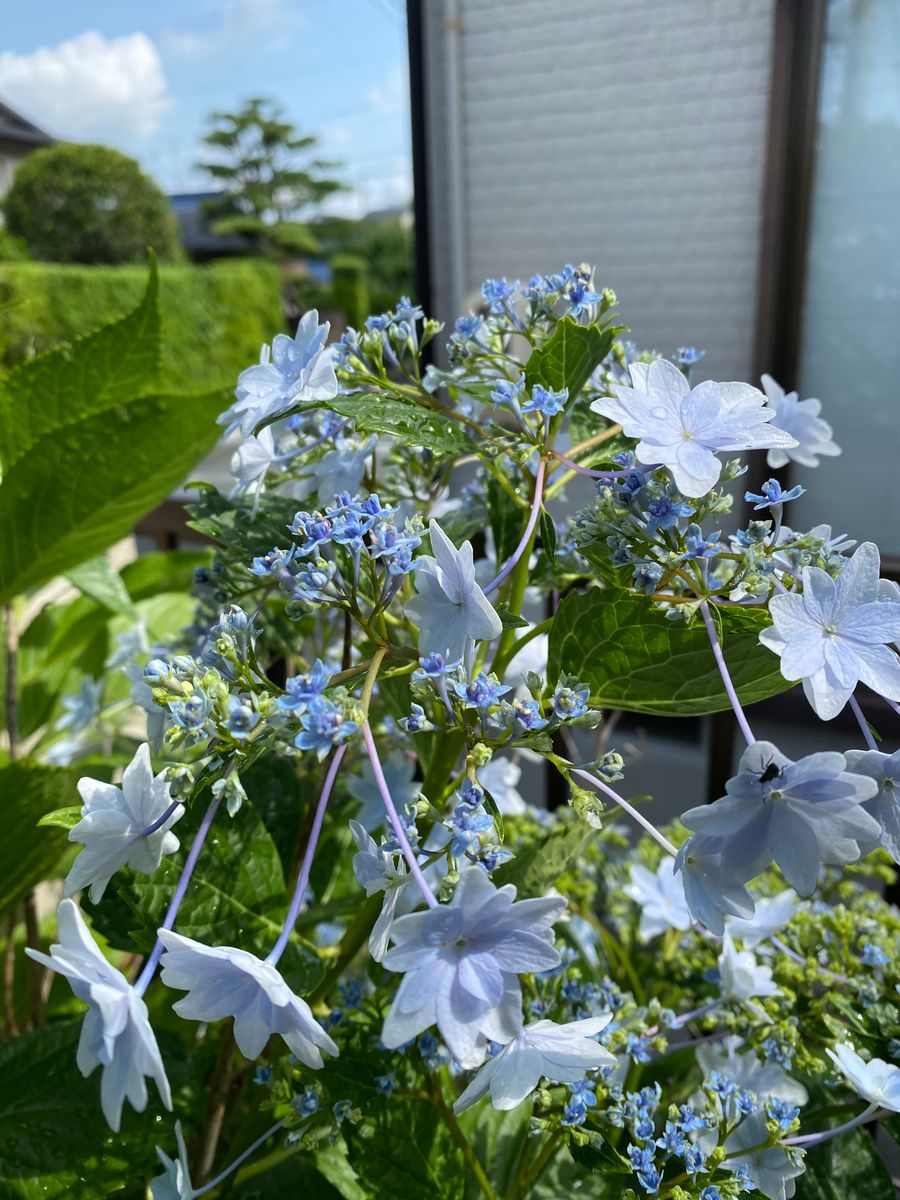 豪華になった墨田の花火？