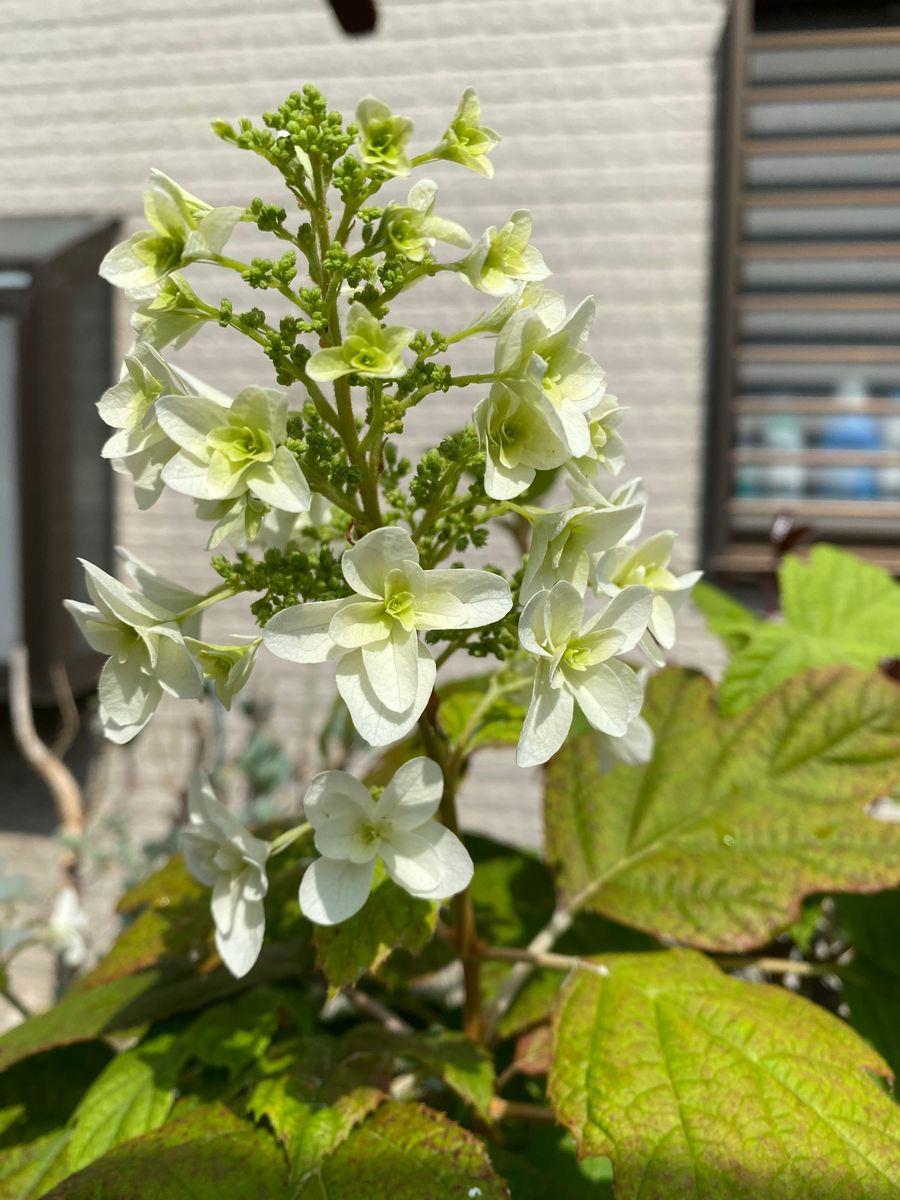 豪華になった墨田の花火？