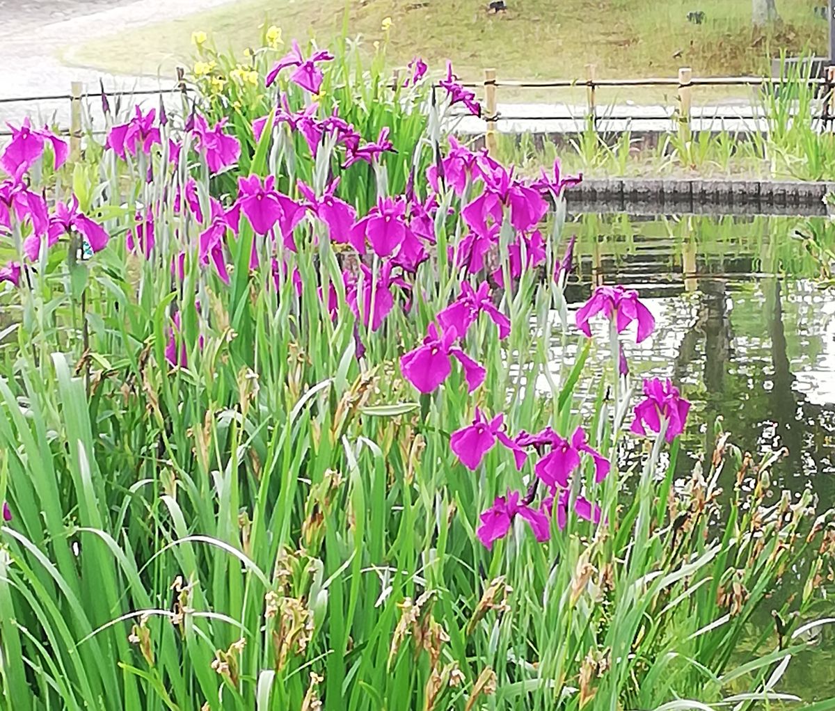 公園の菖蒲、ナツメ。我が家のクダモノトケイソウ。