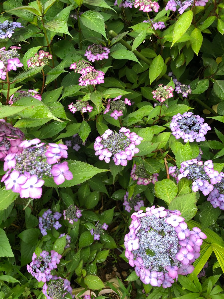 紫陽花花壇