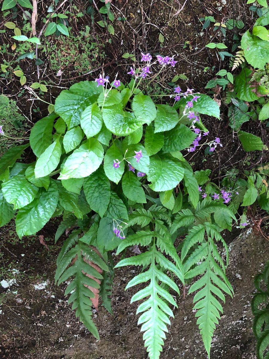 朝の散歩から