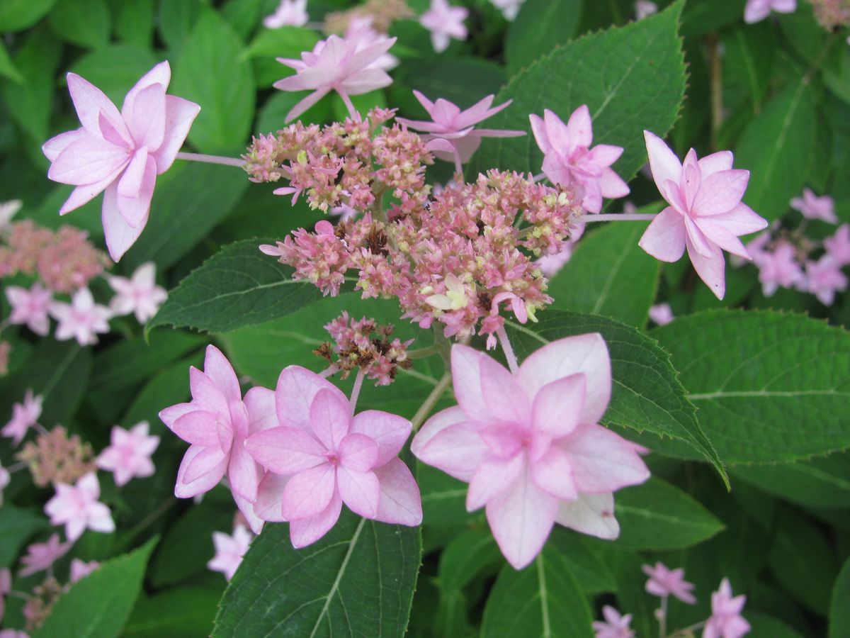 お庭　紫陽花の季節です