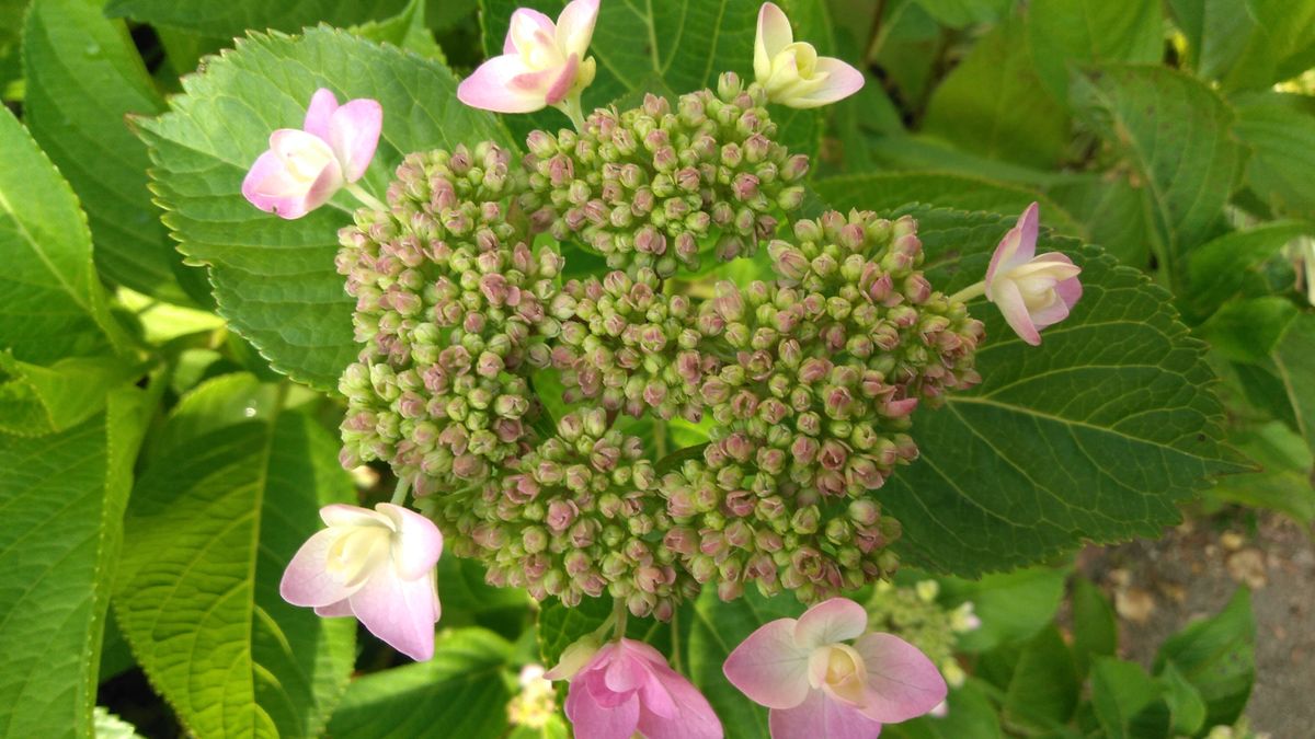 アジサイのお花がとっても綺麗！！